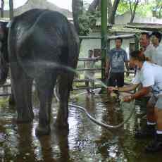 Gajah KBS Sedang Birahi, Keeper Kena Banting