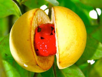 Ingin Gairah Seks Tetap Kuat Seringlah Makan Buah Pala  