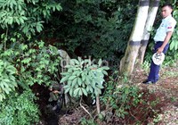 Salah satu prajurit TNI yang mengikuti atraksi terjun payung tersangkut di pohon yang berada di kali, Lanud Halim Perdanakusuma, Jakarta.