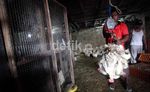 Impor Ayam Broiler Ancam Pengusaha Unggas