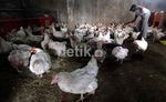 Impor Ayam Broiler Ancam Pengusaha Unggas