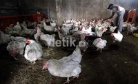 Hal ini karena harga jual daging impor lebih murah dibandingkan dengan harga ayam lokal.