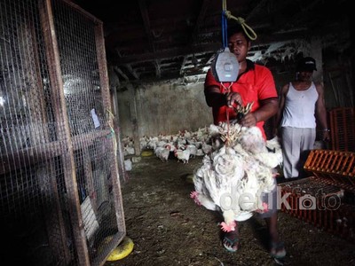 Impor Ayam Broiler Ancam Pengusaha Unggas
