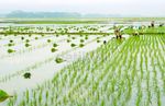 Duh, Tiap Tahun Lahan Sawah Terus Menyempit