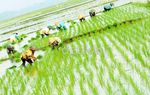 Duh, Tiap Tahun Lahan Sawah Terus Menyempit