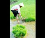 Duh, Tiap Tahun Lahan Sawah Terus Menyempit