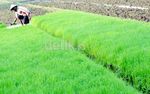 Duh, Tiap Tahun Lahan Sawah Terus Menyempit