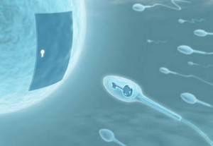 Sperma dan Sel Telur Punya Chemistry