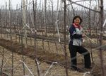 Senyum Petani Korut di Ladang Apel