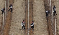 Ladang apel Daedonggang ini seluas 125 hektar. Bagi masyarakat di luar Korut, sulit menebak arti senyuman para petani komunis ini. (Foto: Bobby Yip/Reuters).