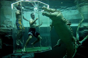 Hii! Berenang dengan Buaya di Darwin