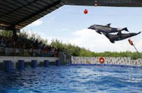 Atraksi lumba-lumba (Dok. Batang Dolphins Center) Atraksi lumba-lumba (Dok. Batang Dolphins Center)