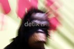 Aktivis Minta Jaksa Jerat Pembantai Orangutan