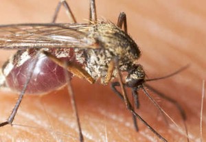Malaria Masih Menjadi Ancaman di Indonesia