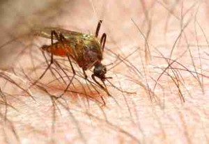 Tiap Tahun 11.000 Orang Indonesia Meninggal Karena Malaria