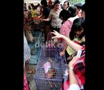 Berduyun-duyun Mengadopsi Anjing Cantik