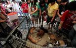 Berduyun-duyun Mengadopsi Anjing Cantik