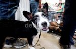 Berduyun-duyun Mengadopsi Anjing Cantik