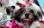 Berduyun-duyun Mengadopsi Anjing Cantik
