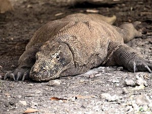 Asyik! Wisatawan Kini Bisa Teleponan di Pulau Komodo