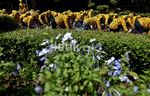 Harimau Sumatera Geruduk Kemenhut