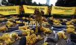 Harimau Sumatera Geruduk Kemenhut