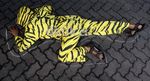 Harimau Sumatera Geruduk Kemenhut