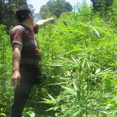Waspada! Narcoterrorism Jadi Tren Ancaman Paling Berbahaya di Indonesia