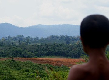 2000 Hektar Kawasan Hutan di Riau Disulap Jadi Kebun Sawit