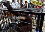 Pasar Burung Diminta Tutup