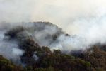 Si Jago Merah Hanguskan Ribuan Hektar Hutan