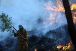 Si Jago Merah Hanguskan Ribuan Hektar Hutan