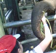 Siswa SD Buktikan KBS Bukan Dead Zoo
