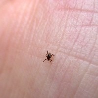 Digigit Serangga? Atasi dengan 5 Cara Ini