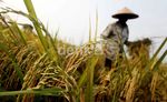Beras Nasional Terus Ditambal dengan Impor