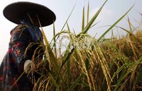 Konsumsi beras nasional mencapai 139,15 Kg per orang per tahun.