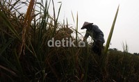 Produksi beras nasional sebanyak 37,8 juta ton.