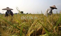 Petani memanen padi di persawahan di kawasan Neglasari, Tangerang, Banten.