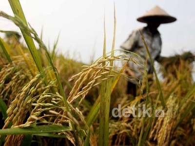 Beras Nasional Terus Ditambal dengan Impor