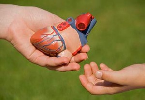 Organ Tubuh yang Bisa Didonorkan Saat Hidup dan Sudah Mati