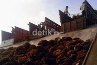 Tandan buah sawit disalurkan dari truk ke pabrik pengolah sawit (Palm Oil Mill) Kisaran, milik PT Bakrie Sumatera Plantation Tbk (UNSP).