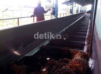Bunch conveyer atau mesin pengantar buah sawit siap diantarkan ke lori pada pabrik pengolah sawit PT Bakrie Sumatera Plantation Tbk (UNSP).