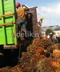 Para pekerja mulai memindahkan tandan buah sawit (TBS) dari truk ke pabrik pengolah sawit.