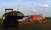 Para pekerja mulai memindahkan tandan buah sawit (TBS) dari truk ke pabrik pengolah sawit.