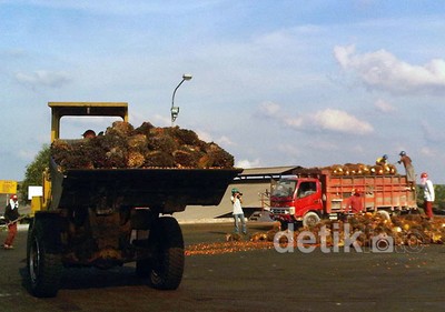 Melongok Kebun Sawit Milik Bakrie