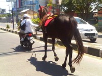 Foto diambil pada hari Minggu siang tanggal 29 April 2012, di Jl. Gunung Bawakaraeng, Makassar, Sulawesi Selatan.