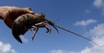 Untukmu Lobster, Aku Rela Bergelantungan