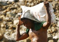 Penambang pembawa karung berisi batu yang dinyakini mengandung emas, Kamis (12/4) lalu. Dalam sehari kurang lebih 1.000 karung material batu yang mengandung emas yang diambil dari Poboya. REUTERS/Yusuf Ahmad.