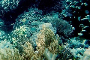 Dua Pulau Cantik untuk Diving di Sulawesi Selatan