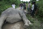 Kasihan, Gajah Aceh ini Mati Diracun Orang